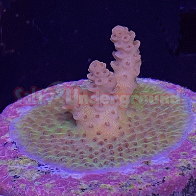 When this aquacultured Acropora humilis matures, it will grow into a table.